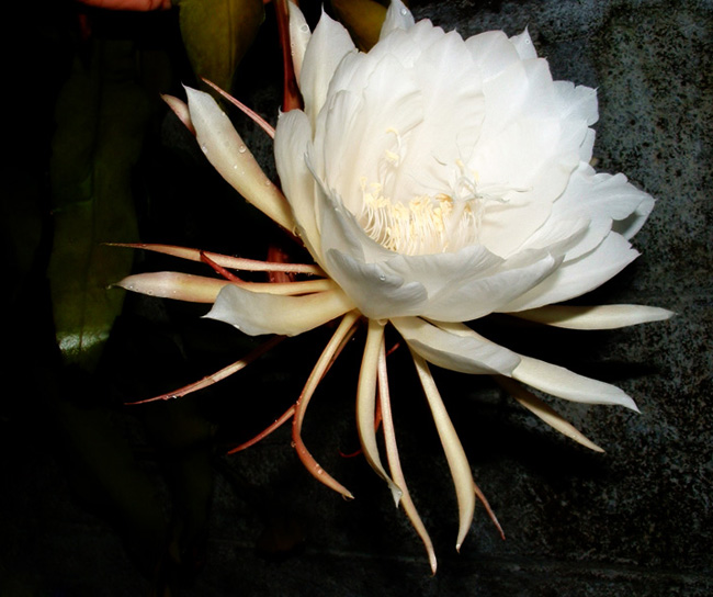 Trong tự nhiên hoa Kadupul được tìm thấy ở Sri Lanka. Ngoài ra, nó cũng có mặt ở Nhật Bản.
